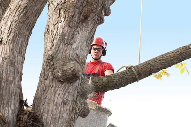 Best Tree Trimming and Pruning  in USA